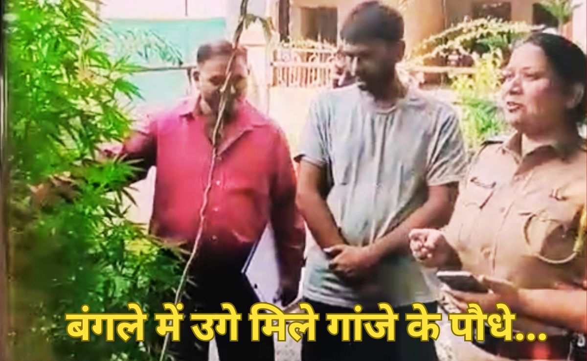 पुणे में बंगले में गांजे की खेती कर रहा था युवक, छापेमारी में उगते मिले 41 पौधे, आवास से ही करता था ट्रेड!