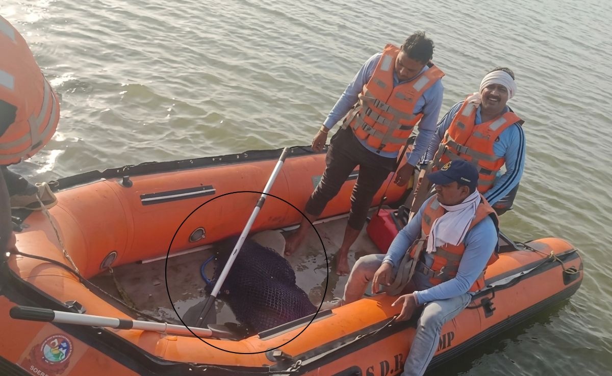 SDRF ने मगरमच्छ के मुंह से निकाला बच्ची आधा धड़, 6 घंटे तक जबड़े में दबाए चंबल नदी में घूमता रहा