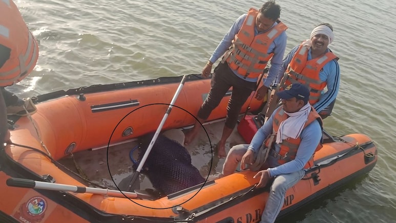 SDRF ने मगरमच्छ के मुंह से निकाला बच्ची आधा धड़, 6 घंटे तक जबड़े में दबाए चंबल नदी में घूमता रहा