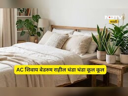 Summer Cooling: भयंकर उष्णतेपासून बेडरूम कसा ठेवाल थंड? AC सोडा हे 4 प्लांट्स लावा अन् रूम करा थंड