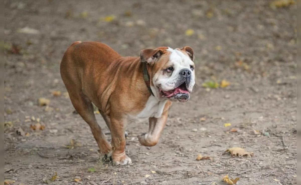 लाखों की सैलरी भी पड़ी फीकी! जब डॉगी बना सोशल मीडिया स्टार, तो मालिक ने बॉस को थमाया इस्तीफा