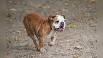 लाखों की सैलरी भी पड़ी फीकी! जब डॉगी बना सोशल मीडिया स्टार, तो मालिक ने बॉस को थमाया इस्तीफा