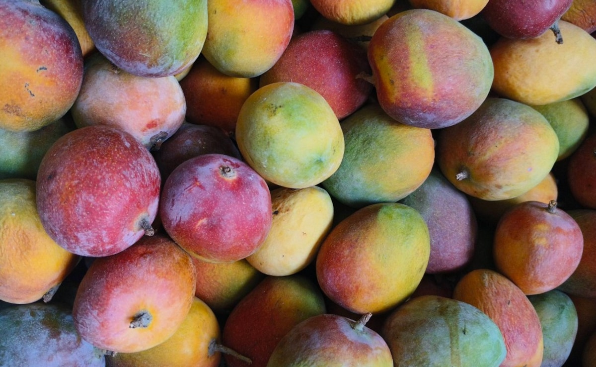 which mango is the best, best mango varieties in India, alphonso vs langda mango, indian mango varieties, summer fruits mango, alphonso mango taste,langda mango flavour,