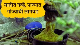 Pune News : पाण्यात उगवलेला गांजा, पुण्यातील विमानतळावर बँकॉकहून तस्करी केलेला गांजा नेमका काय आहे?