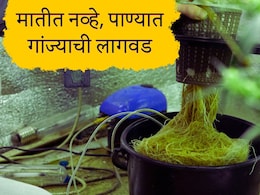 Pune News : पाण्यात उगवलेला गांजा, पुण्यातील विमानतळावर बँकॉकहून तस्करी केलेला गांजा नेमका काय आहे?