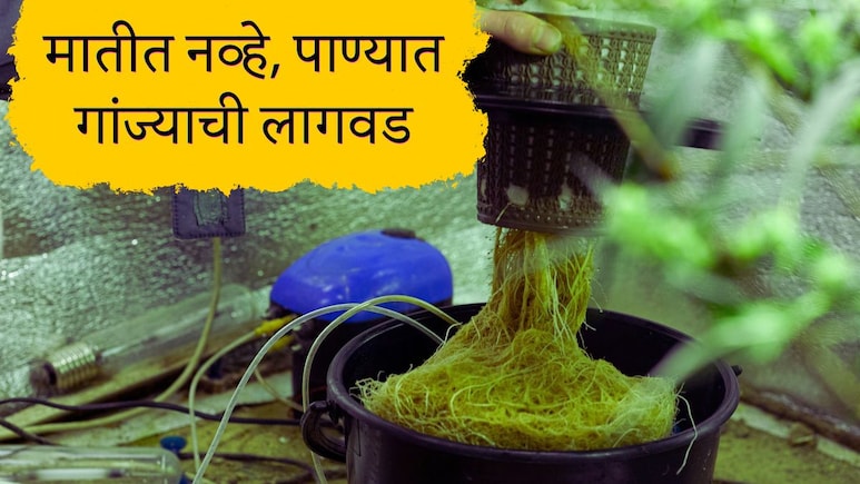 Pune News : पाण्यात उगवलेला गांजा, पुण्यातील विमानतळावर बँकॉकहून तस्करी केलेला गांजा नेमका काय आहे?