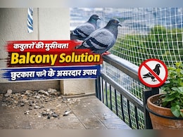 Balcony में कबूतरों से परेशान हैं? इन आसान उपायों से पाएं हमेशा के लिए छुटकारा