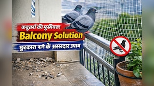 Balcony में कबूतरों से परेशान हैं? इन आसान उपायों से पाएं हमेशा के लिए छुटकारा