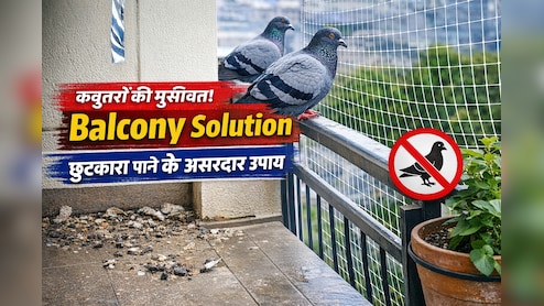 Balcony में कबूतरों से परेशान हैं? इन आसान उपायों से पाएं हमेशा के लिए छुटकारा