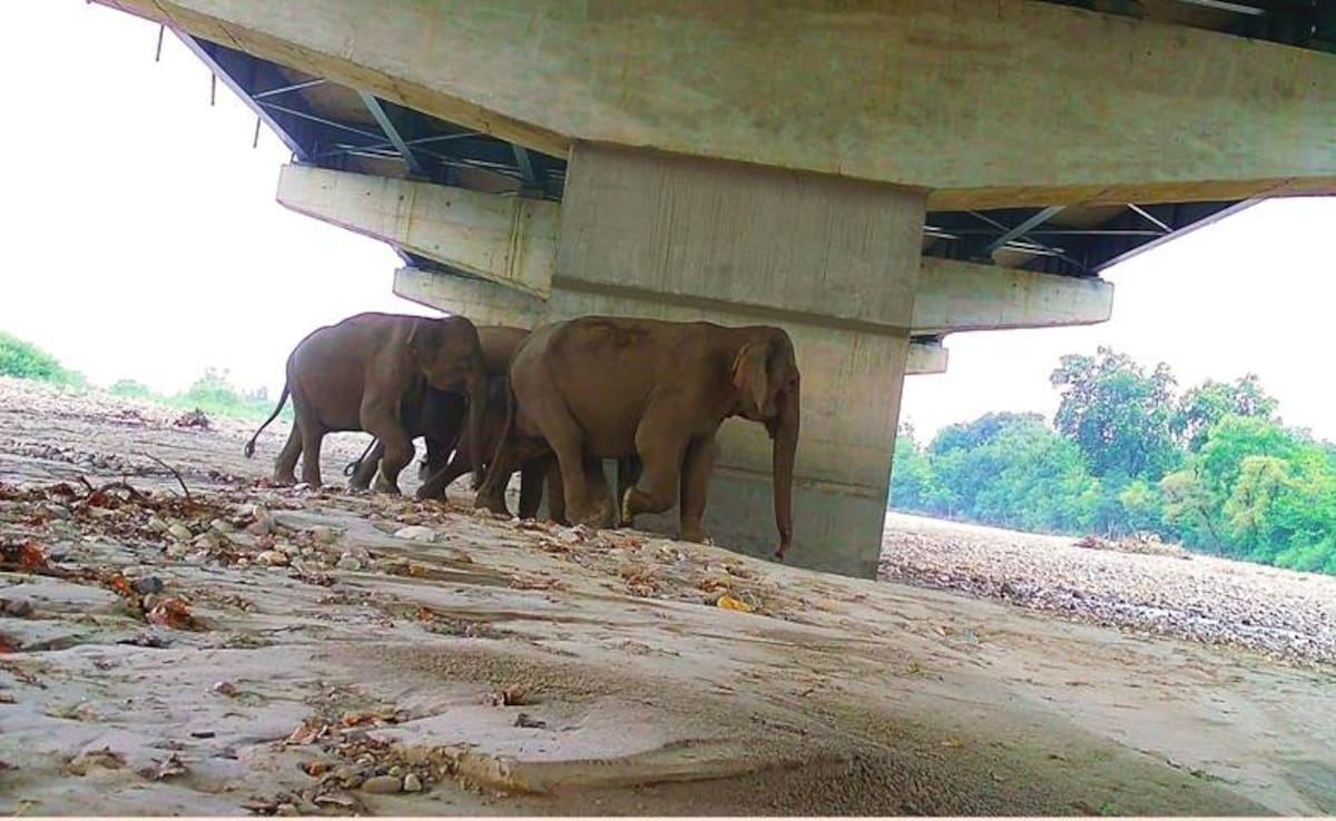 Latest and Breaking News on NDTV