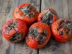 Tomato Storing Tips For Summers: गर्मी में गल जाते हैं आपके भी टमाटर? बिना फ्रिज के हफ्तों तक फ्रेश रखने के ये आसान देसी तरीके आजमाएं