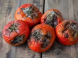 Tomato Storing Tips For Summers: गर्मी में गल जाते हैं आपके भी टमाटर? बिना फ्रिज के हफ्तों तक फ्रेश रखने के ये आसान देसी तरीके आजमाएं