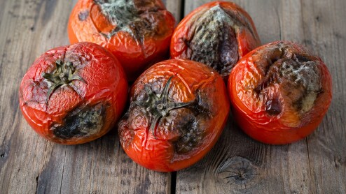 Tomato Storing Tips For Summers: गर्मी में गल जाते हैं आपके भी टमाटर? बिना फ्रिज के हफ्तों तक फ्रेश रखने के ये आसान देसी तरीके आजमाएं