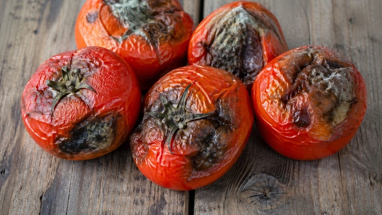 Tomato Storing Tips For Summers: गर्मी में गल जाते हैं आपके भी टमाटर? बिना फ्रिज के हफ्तों तक फ्रेश रखने के ये आसान देसी तरीके आजमाएं