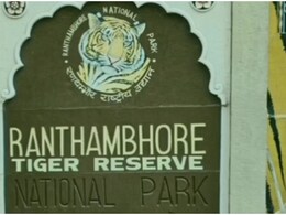 रणथंभौर: फर्जी टिकट पर टाइगर सफारी कराने वाले दो गाइडों पर गिरी गाज, लेकिन 'दोषी' गार्ड पर अधिकारी मेहरबान?