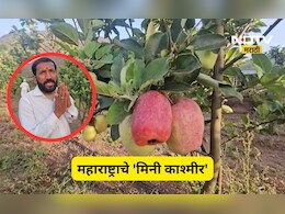Success Story: ना कश्मीर ना हिमाचल! महाराष्ट्रातल्या 'या' गावात सफरचंदाची शेती, शेतकरी मालामाल