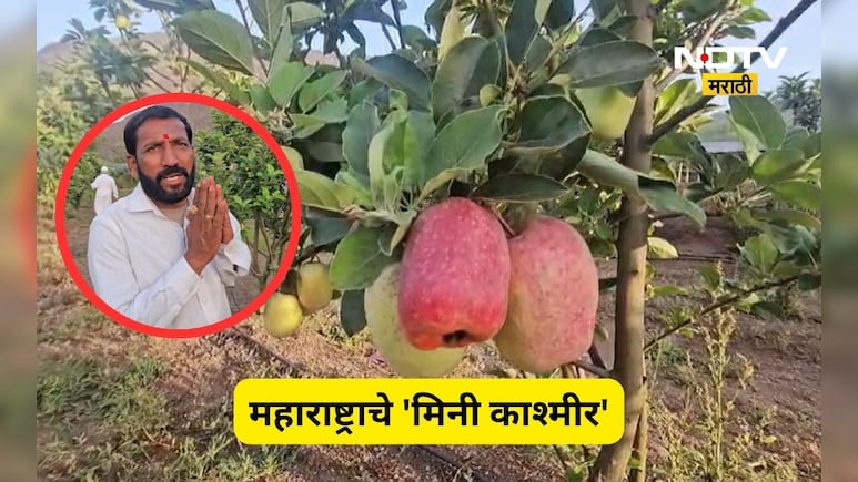 Success Story: ना कश्मीर ना हिमाचल! महाराष्ट्रातल्या 'या' गावात सफरचंदाची शेती, शेतकरी मालामाल