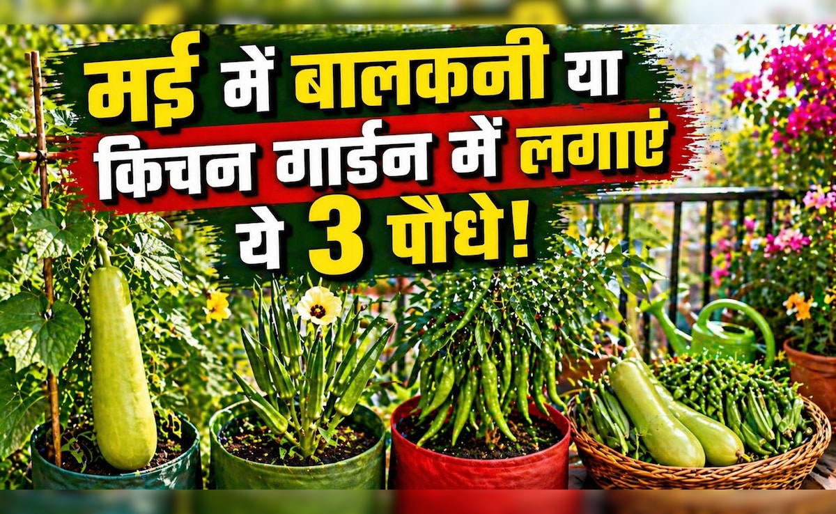 मई में बालकनी या किचन गार्डन में लगाएं ये 3 पौधे, दो महीने में ही देने लगेंगे भर-भरकर सब्जियां