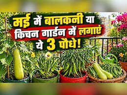 मई में बालकनी या किचन गार्डन में लगाएं ये 3 पौधे, दो महीने में ही देने लगेंगे भर-भरकर सब्जियां