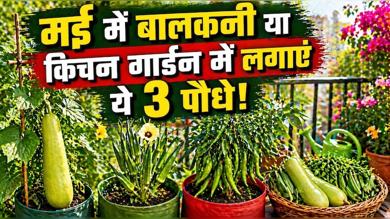 मई में बालकनी या किचन गार्डन में लगाएं ये 3 पौधे, दो महीने में ही देने लगेंगे भर-भरकर सब्जियां