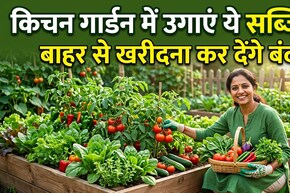 अप्रैल में लगा दिए ये पौधे तो जून में भर-भरकर आएंगी सब्जियां! जानें आसान किचन गार्डन सीक्रेट