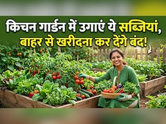 अप्रैल में लगा दिए ये पौधे तो जून में भर-भरकर आएंगी सब्जियां! जानें आसान किचन गार्डन सीक्रेट
