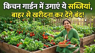 अप्रैल में लगा दिए ये पौधे तो जून में भर-भरकर आएंगी सब्जियां! जानें आसान किचन गार्डन सीक्रेट