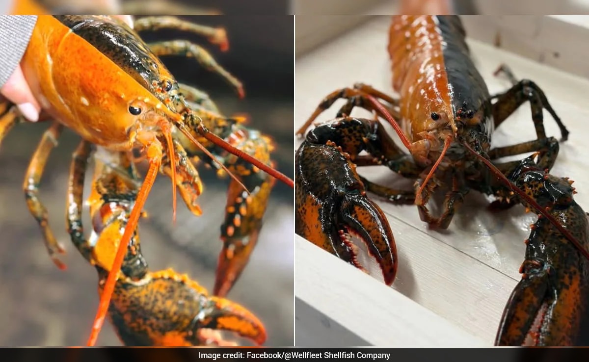 Split-Coloured Lobster Caught Off Cape Cod Coast. Know Why It's So Rare