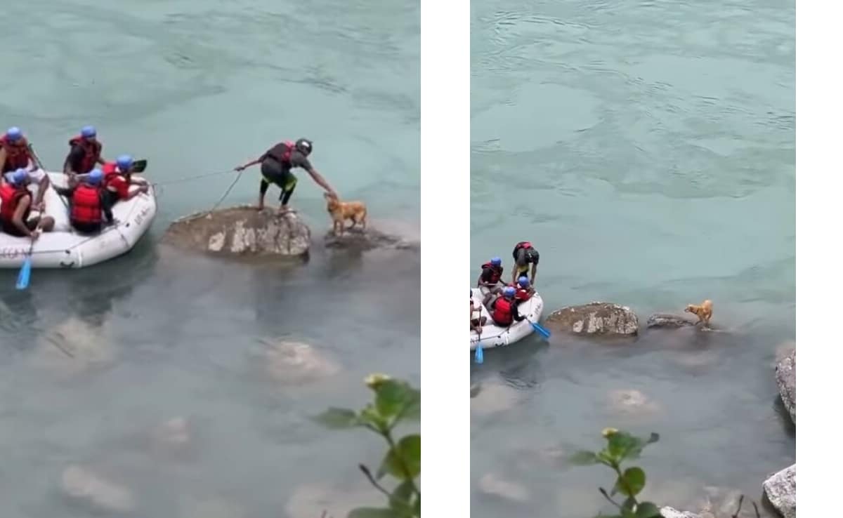 गंगा में फंसे एक आवारा डॉगी को नाव चालक ने बचाया, आज इंटरनेट पर सबसे बेहतरीन वीडियो