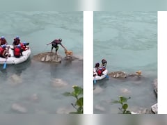 गंगा में फंसे एक आवारा डॉगी को नाव चालक ने बचाया, आज इंटरनेट पर सबसे बेहतरीन वीडियो