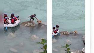 गंगा में फंसे एक आवारा डॉगी को नाव चालक ने बचाया, आज इंटरनेट पर सबसे बेहतरीन वीडियो