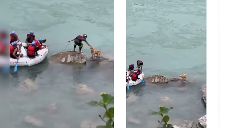 गंगा में फंसे एक आवारा डॉगी को नाव चालक ने बचाया, आज इंटरनेट पर सबसे बेहतरीन वीडियो