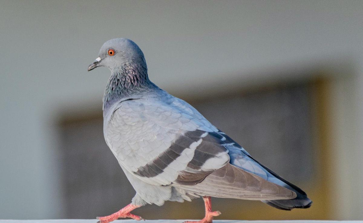 Balcony Pigeon Control Tips: बालकनी में कबूतरों ने बना लिया है ठिकाना? इन आसान ट्रिक्स से पाएं हमेशा के लिए छुटकारा