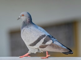 Balcony Pigeon Control Tips: बालकनी में कबूतरों ने बना लिया है ठिकाना? इन आसान ट्रिक्स से पाएं हमेशा के लिए छुटकारा