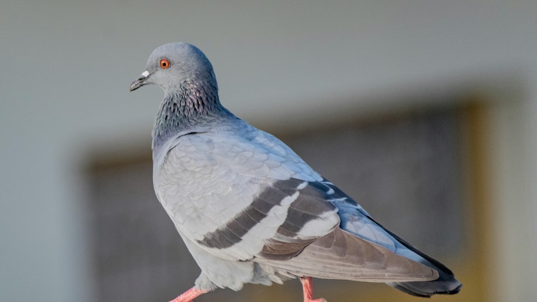 Balcony Pigeon Control Tips: बालकनी में कबूतरों ने बना लिया है ठिकाना? इन आसान ट्रिक्स से पाएं हमेशा के लिए छुटकारा