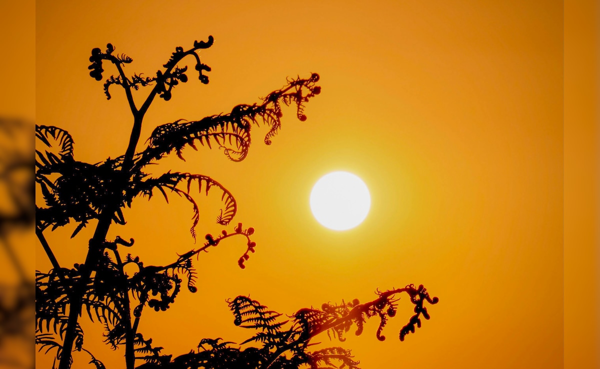 Latest and Breaking News on NDTV