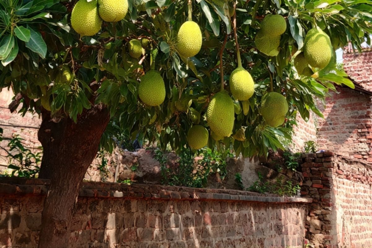 कटहल के लिए खूनी संघर्ष, तोड़ने से मना किया तो पेड़ मालिक को तीन युवकों ने चाकू से गोदा