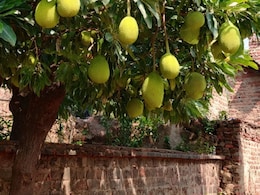 कटहल के लिए खूनी संघर्ष, तोड़ने से मना किया तो पेड़ मालिक को तीन युवकों ने चाकू से गोदा