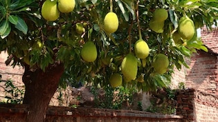 कटहल के लिए खूनी संघर्ष, तोड़ने से मना किया तो पेड़ मालिक को तीन युवकों ने चाकू से गोदा