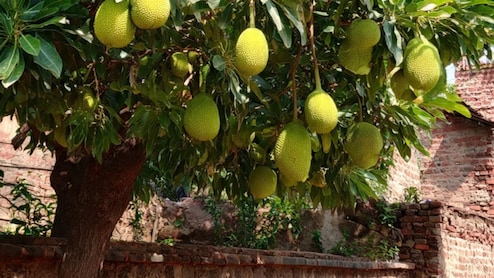 कटहल के लिए खूनी संघर्ष, तोड़ने से मना किया तो पेड़ मालिक को तीन युवकों ने चाकू से गोदा