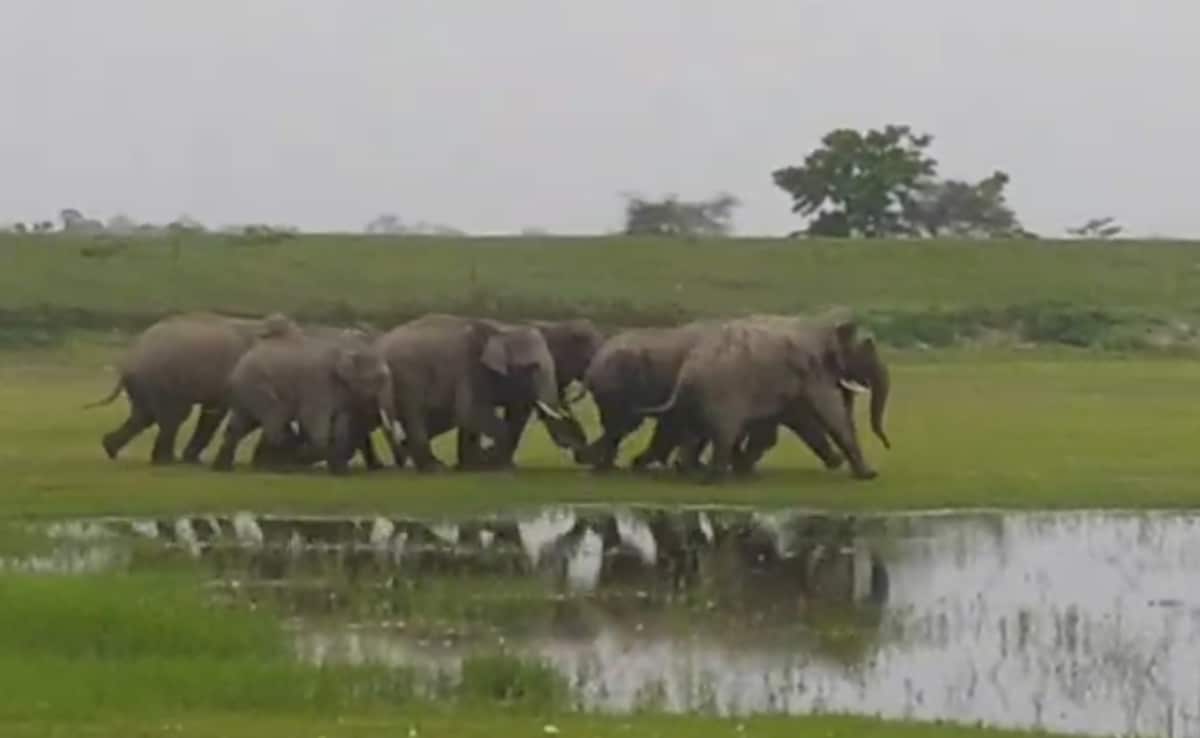 सुबह-सुबह हाथियों की तेज चिंघाड़ से खुली गांव वालों की नींद, बाहर का नज़ारा देख फटी रह गईं आंखें - Video
