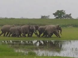 सुबह-सुबह हाथियों की तेज चिंघाड़ से खुली गांव वालों की नींद, बाहर का नज़ारा देख फटी रह गईं आंखें - Video
