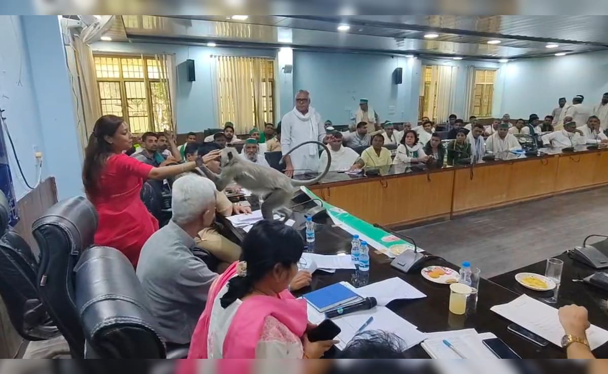 बागपत DM का 'बेजुबान' प्रेम: लंगूर 