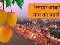 Langda Mango: 'लंगडा आंबा..' नाव ऐकून हसाल पण त्यामागची कथा खूपच भारी;  'ही' आहे आगळीवेगळी खासियत