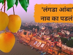 Langda Mango: 'लंगडा आंबा..' नाव ऐकून हसाल पण त्यामागची कथा खूपच भारी;  'ही' आहे आगळीवेगळी खासियत