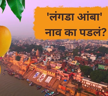 Langda Mango: 'लंगडा आंबा..' नाव ऐकून हसाल पण त्यामागची कथा खूपच भारी;  'ही' आहे आगळीवेगळी खासियत