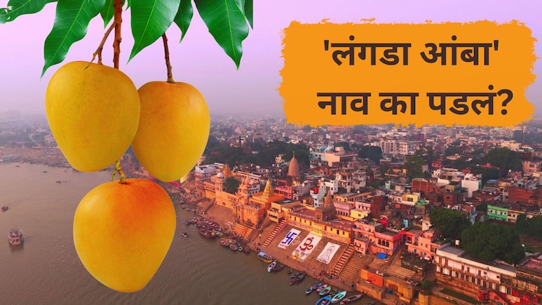 Langda Mango: 'लंगडा आंबा..' नाव ऐकून हसाल पण त्यामागची कथा खूपच भारी;  'ही' आहे आगळीवेगळी खासियत