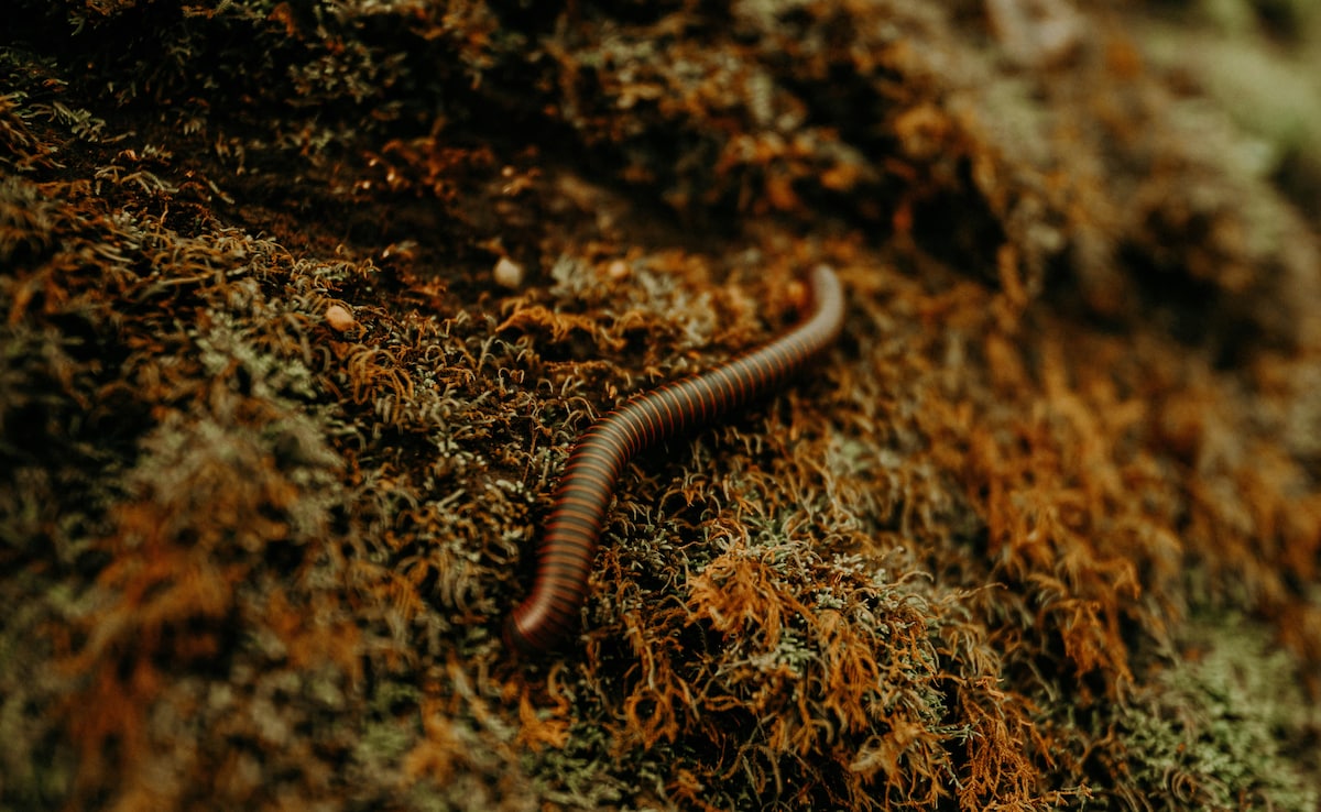 छींक के साथ नाक से निकले 1 इंच के जिंदा कीड़े, महिला को हुआ अजीब इंफेक्शन, हालत देख डॉक्टरों के भी उड़े होश