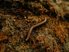 छींक के साथ नाक से निकले 1 इंच के जिंदा कीड़े, महिला को हुआ अजीब इंफेक्शन, हालत देख डॉक्टरों के भी उड़े होश