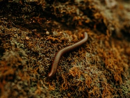 छींक के साथ नाक से निकले 1 इंच के जिंदा कीड़े, महिला को हुआ अजीब इंफेक्शन, हालत देख डॉक्टरों के भी उड़े होश